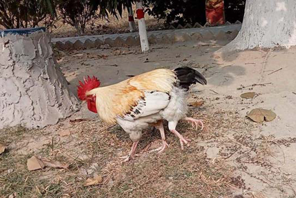 এক মোরগের দাম ৫০ হাজার টাকা দাবি