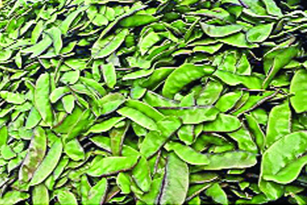 দেশের গণ্ডি পেরিয়ে বিদেশে গোয়ালগাদ্দা শিম