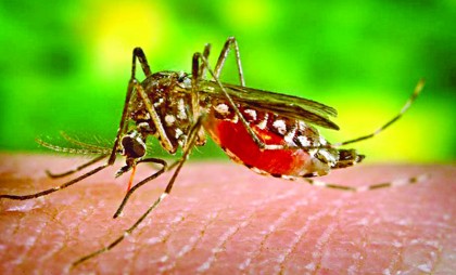 আরও ৪৮ ডেঙ্গুরোগী হাসপাতালে ভর্তি