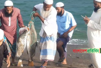 নাফনদীতে বড়শিতে আটকা ৩৫ কেজির কোরাল 