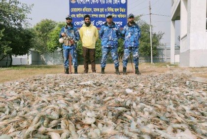 চাঁদপুরে জেলিযুক্ত চিংড়ি জব্দ
