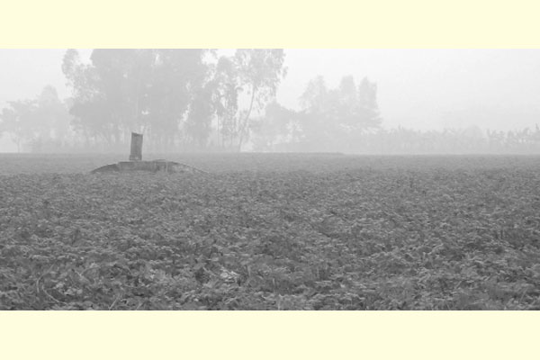 ঘন কুয়াশায় ফসল নিয়ে দুশ্চিন্তায় কৃষক