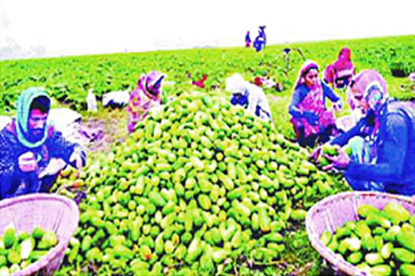 নদীর চরে খিরা চাষে স্বাবলম্বী