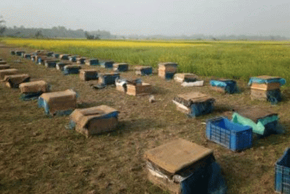 শত্রুতার জেরে কয়েক লাখ মৌমাছি হত্যার অভিযোগ