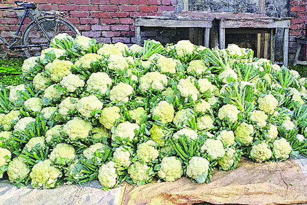 ফুলকপি চাষে কৃষকের মুখে হাসি