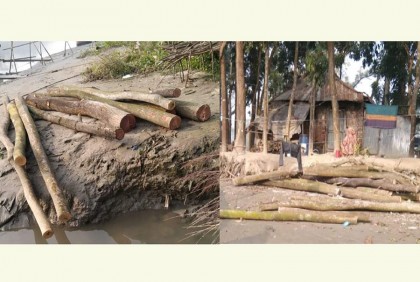 বরিশালে সাবেক মেয়র হিরনের জমির অর্ধ শতাধিক গাছ কেটে নেয়ার অভিযোগ