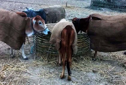 কনকনে ঠাণ্ডা, কষ্টে গবাদি  পশু