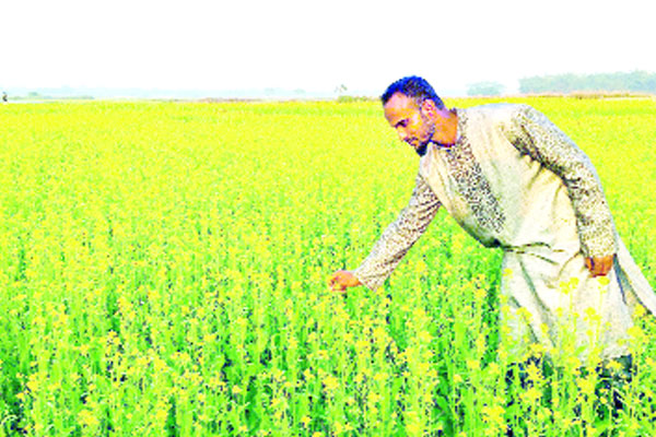 অনাবাদি জমিতে সরিষা চাষ