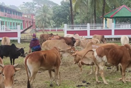 চোরাই পথে আসা ৫৭টি গরু জব্দ

