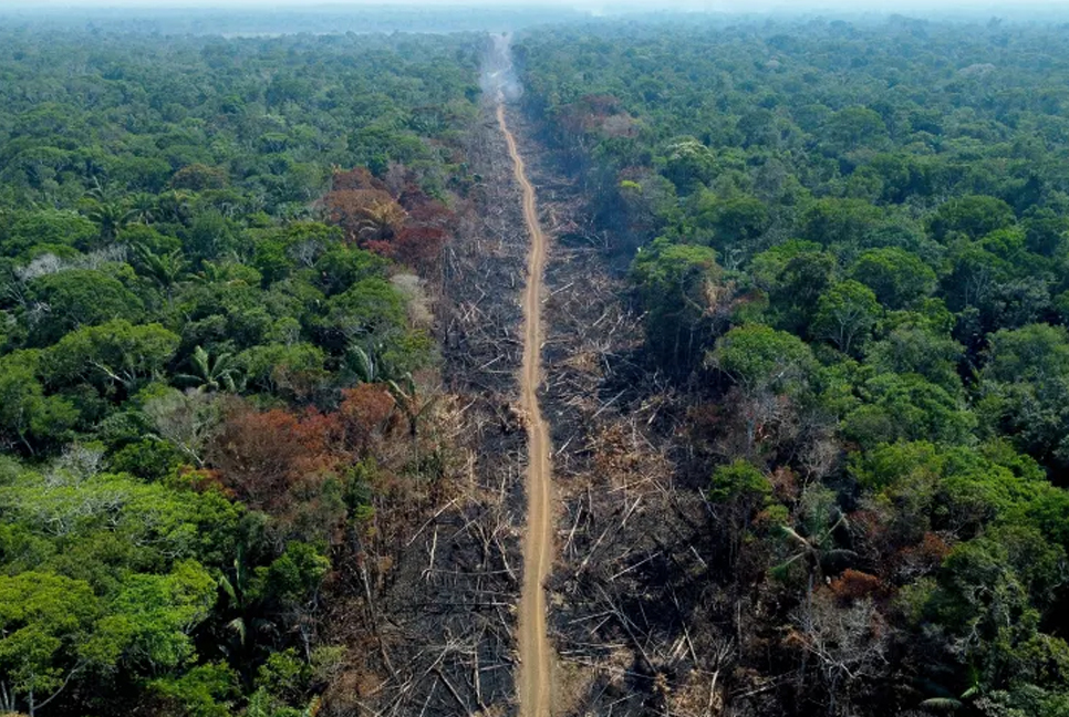 অ্যামাজন উজাড়ে বলসোনারোর রেকর্ড