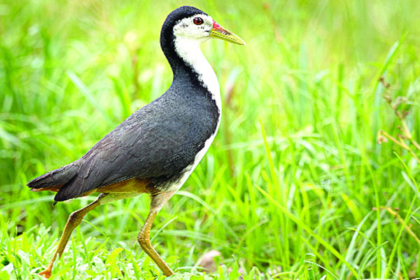 বিপন্ন জলের পাখি ‘ডাহুক’