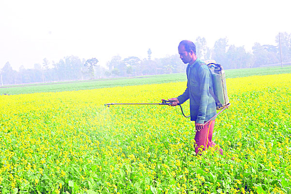 মধু ও সরিষায় দুলছে কৃষকের স্বপ্ন