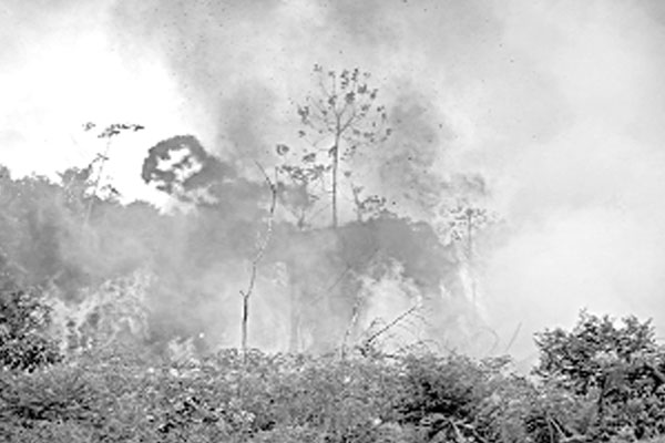 অ্যামাজন উজাড়ে বলসোনারোর রেকর্ড