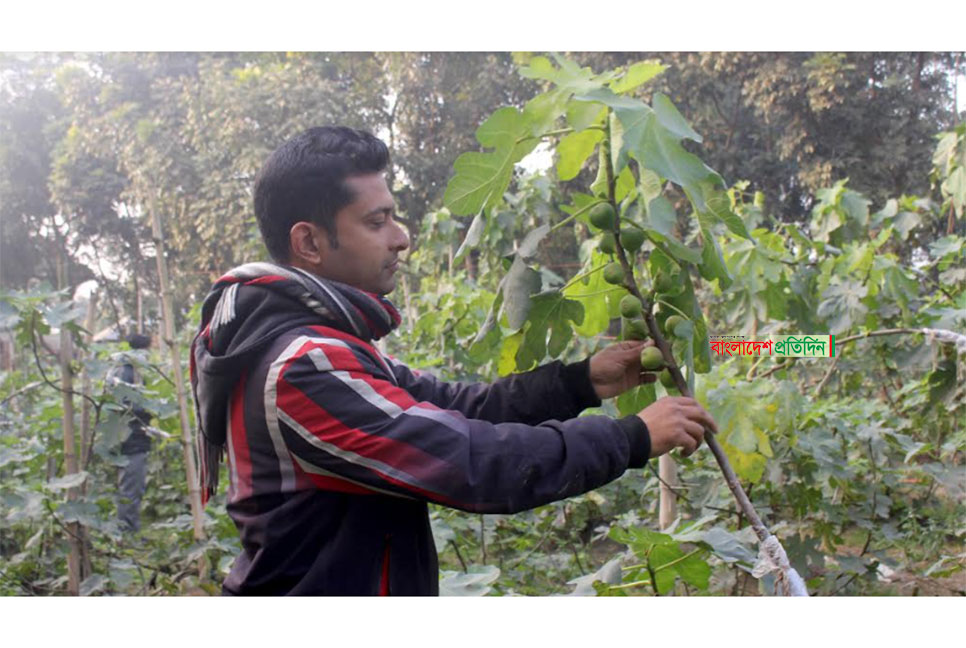 
ঠাকুরগাঁওয়ের সিদ্দিকের বাগানে ৩০ প্রজাতির ফল