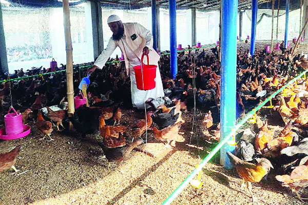 বিদেশ থেকে ফিরে খামারে সাফল্য