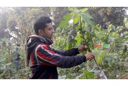 
ঠাকুরগাঁওয়ের সিদ্দিকের বাগানে ৩০ প্রজাতির ফল