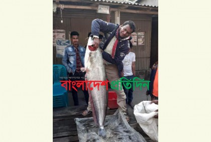তিস্তায় বড়শিতে ধরা পড়ল ২৩ কেজি ওজনের বোয়াল