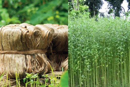 পাটকে কৃষিপণ্য হিসেবে গণ্য করার নির্দেশ 

