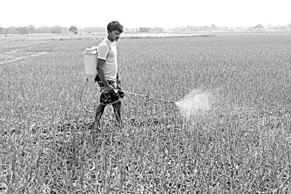 দিনাজপুরে রসুনের ভালো ফলন