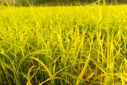 বগুড়ায় তীব্র শীতে বোরোর বীজতলা নিয়ে শঙ্কায় কৃষক 