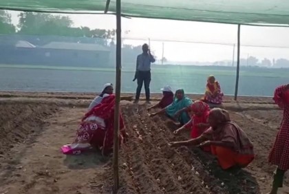তেঁতুলিয়ায় এবার ফুটবে দশ রংয়ের টিউলিপ