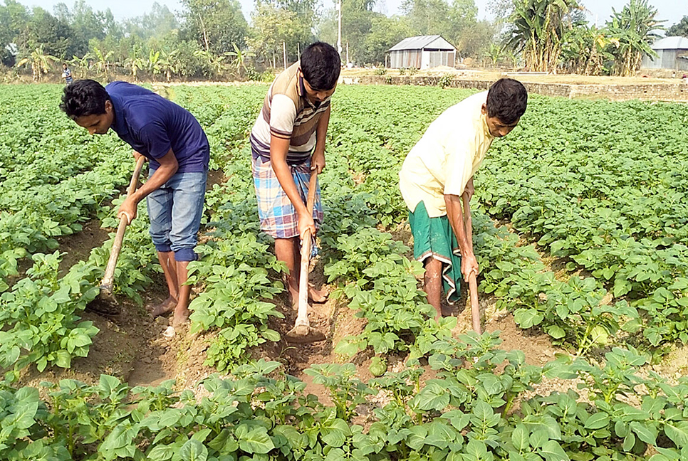 বগুড়ায় আলুতে বাম্পার ফলনের আশায় চাষিরা