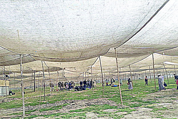 বিশ্ব ইজতেমা শুরু শুক্রবার