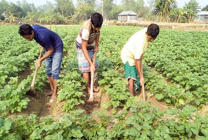 বগুড়ায় আলুতে বাম্পার ফলনের আশায় চাষিরা