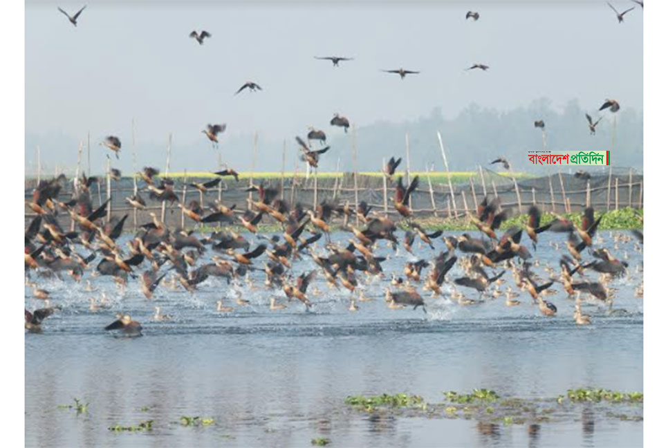 পাখির কলকাকলিতে মুখর হয়ে উঠেছে বাফলার বিল