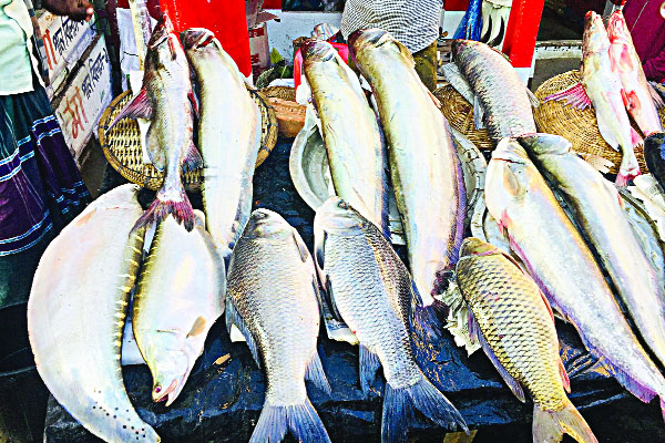 গ্রামীণ মেলায় মাছের রাজ্য