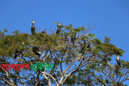 পাখির কলতানে মুখর পাহাড়