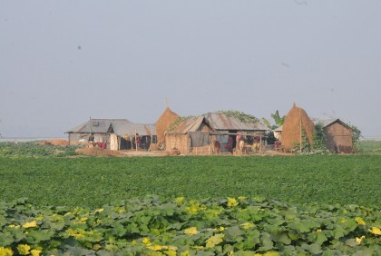 রংপুরে চরে দোল খাচ্ছে কয়েক কোটি টাকার ফসল
