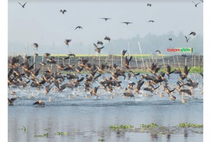 পাখির কলকাকলিতে মুখর হয়ে উঠেছে বাফলার বিল