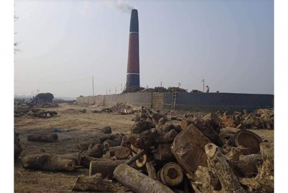 লালপুরে অবৈধ ইটভাটায়
হুমকিতে ফসলি জমি