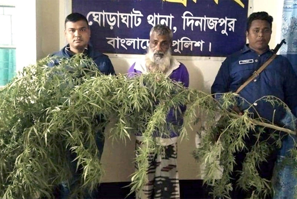 দিনাজপুরে আখক্ষেতে গাঁজার চাষ