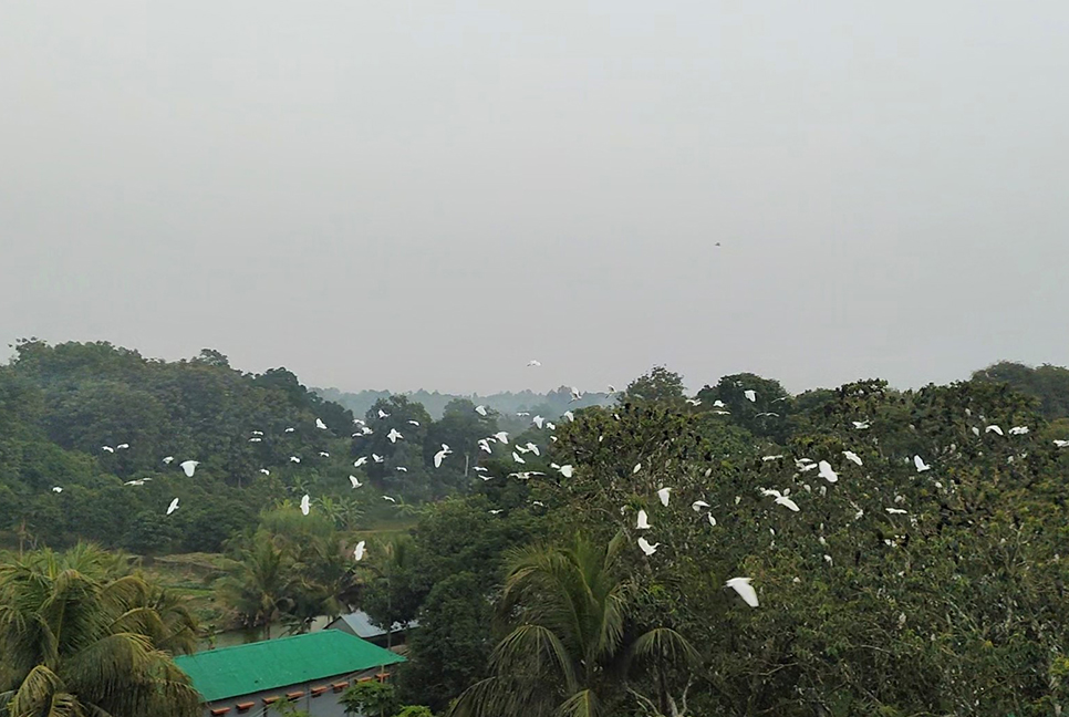 পাখির কলকাকলিতে মুখর খাগড়াছড়ির পাহাড় 