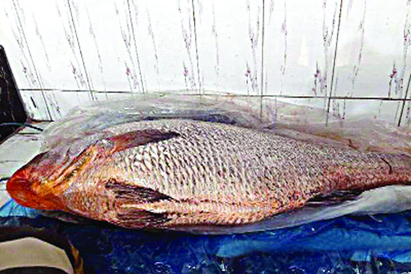 ২৩ কেজির ভোল দাম উঠেছে ৮ লাখ