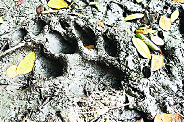 বাঘ লোকালয়ে আতঙ্ক, মাইকিং