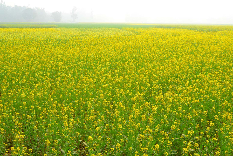 বগুড়ায় সরিষা চাষে ঝুঁকছেন কৃষকরা