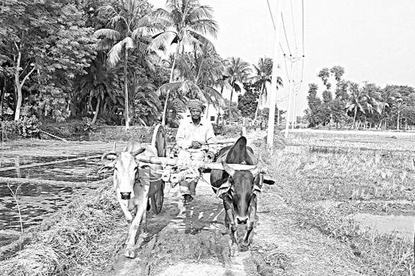 হারিয়ে যাচ্ছে ঐতিহ্যের গরুর গাড়ি