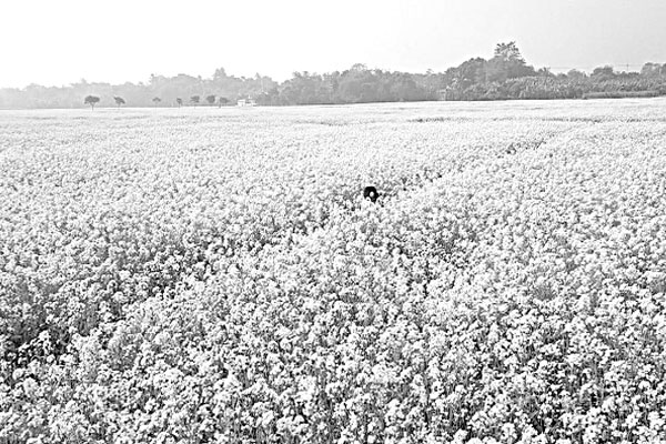 সরিষা ফুলে হলুদের সমারোহ