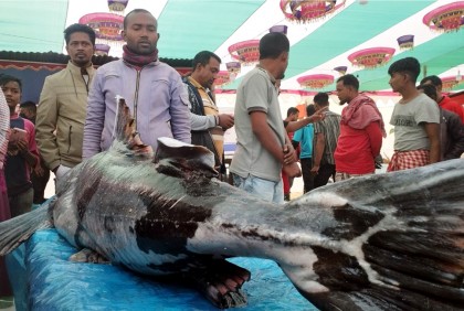 মাছের মেলায় ৭৬ কেজির বাঘাইড়, দাম ২ লাখ টাকা
