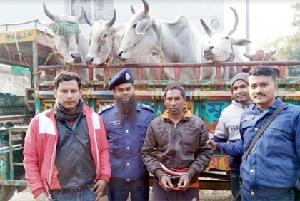 ফুলবাড়ীতে ৫টি গরুসহ একজন আটক