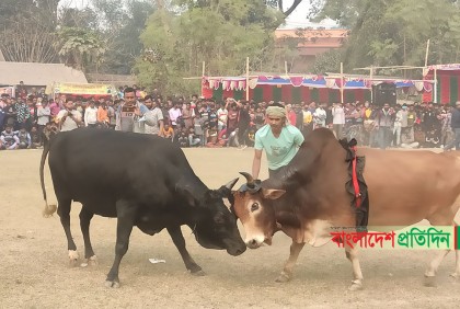 সুলতান মেলায় ঐতিহ্যবাহী ষাঁড়ের লড়াই