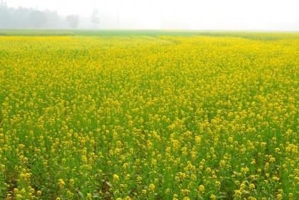 বগুড়ায় সরিষা চাষে ঝুঁকছেন কৃষকরা
