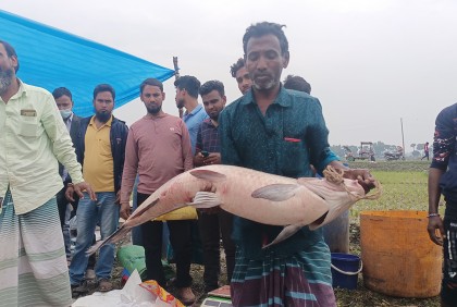 গাজীপুরে মাছের মেলা