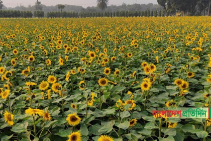 চারিদিকে মুগ্ধতা ছড়াচ্ছে সূর্যমুখীর হাসি
