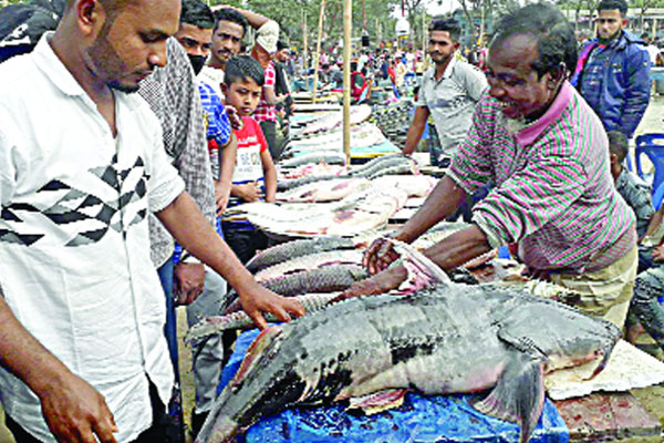 হবিগঞ্জে পইলের মেলায় বাহারি মাছ