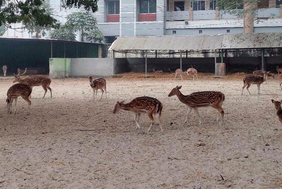 শীতে কাহিল চিড়িয়াখানার ৩২ প্রজাতির ২৫৪ প্রাণী