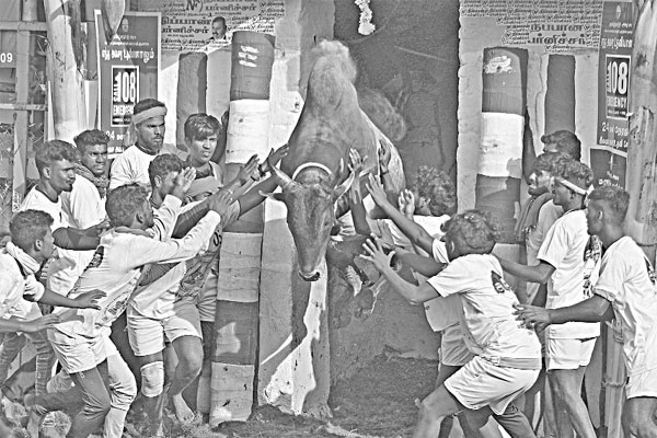 জাল্লিকাট্টু উৎসবে ষাঁড়কে নিয়ন্ত্রণের চেষ্টা